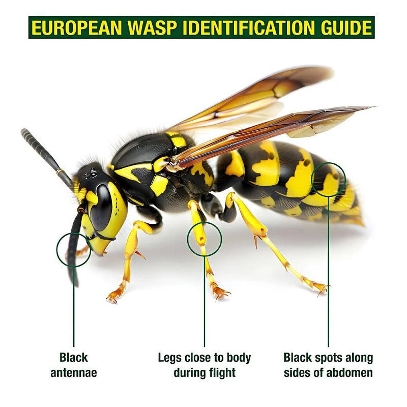 EnviroSafe European Wasp Trap-image-5