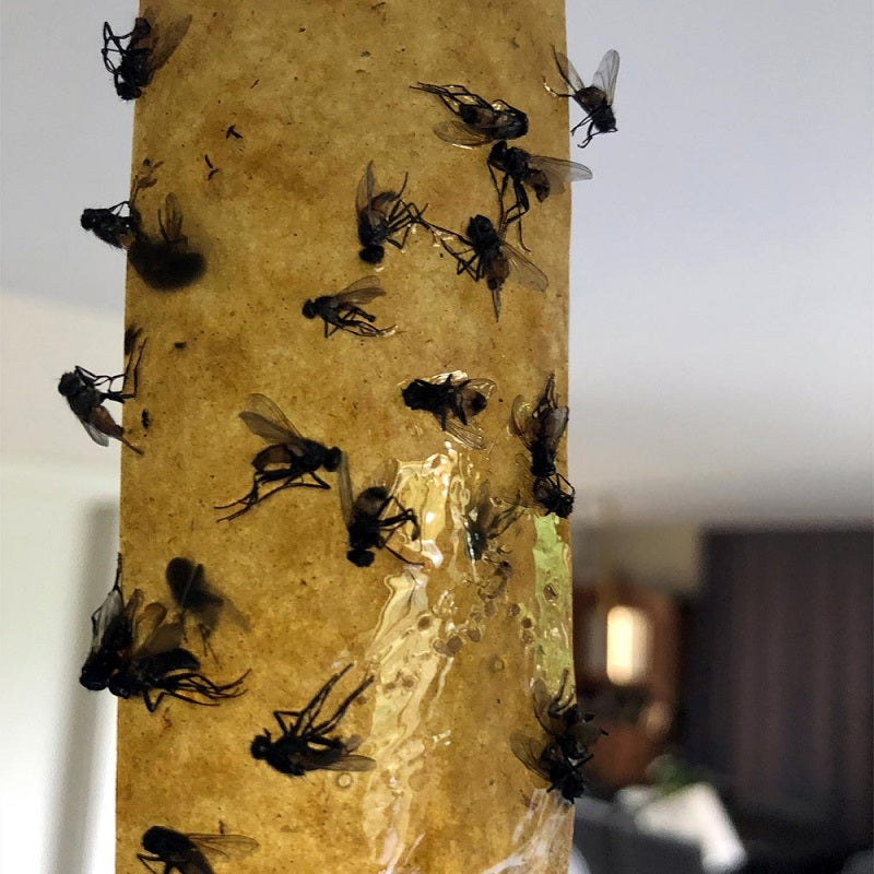 The Buzz 8-Pack Fly Papers-image2